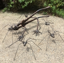 Small Spiders and Iguana